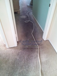 www.carbonatedsolutionsoflasvegas.com carpet cleaning Las Vegas