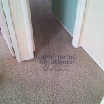 www.carbonatedsolutionsoflasvegas.com/Pet Urine Odor Removal Carpet Cleaning